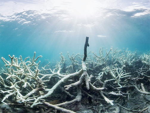 BarrierReef