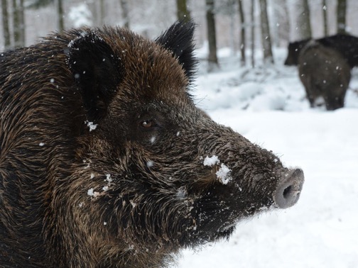 Boars