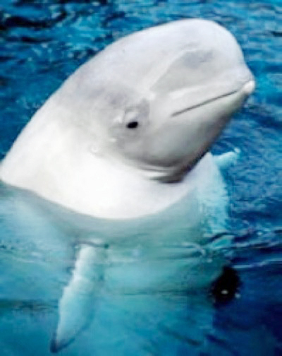 The Beluga Whale is in peril