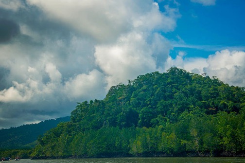 Mangroves