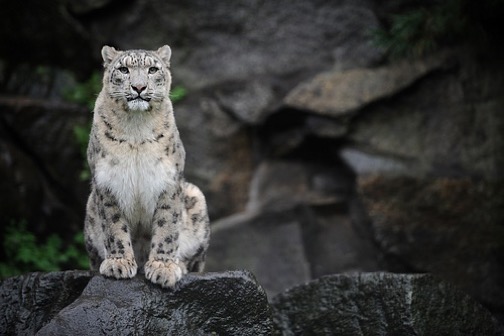 SnowLeopard