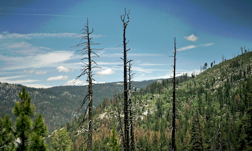 californiatrees